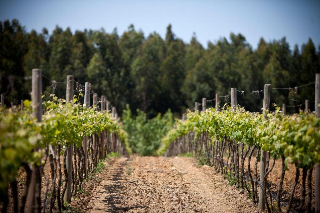 Herdades Da Frupor - Casas De Campo Brejao Esterno foto